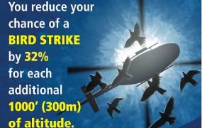 Safety Tip: Bird Strike Safety Tip: Bird Strike